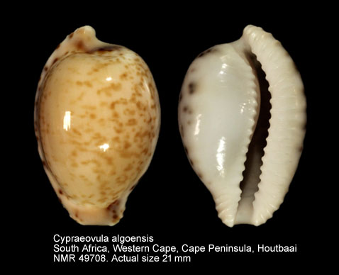 Cypraeovula algoensis.jpg - Cypraeovula algoensis(Gray,1825)